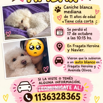 Foto 1/1 Ambar Perro perdido en Grand Bourg