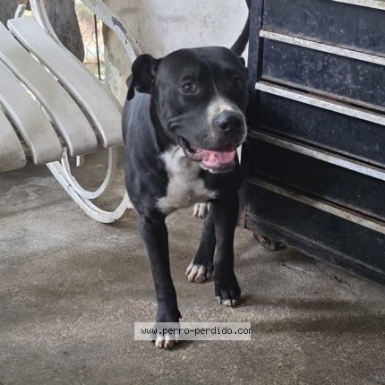 Foto 1/1 Damazo Perro perdido en Chinandega