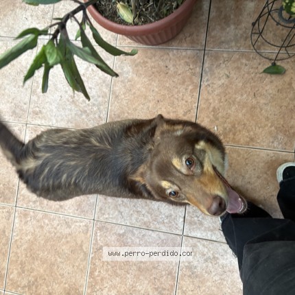 Foto 1/1 Perro encontrado Encontrado en Macul