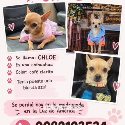Foto 1/1 Chloe Perro perdido en La Troncal