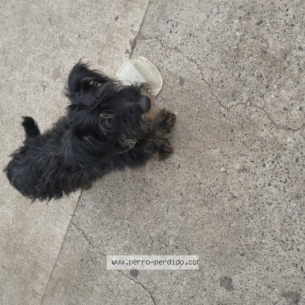 Foto 1/1 Perro encontrado Encontrado en Cerro Navia