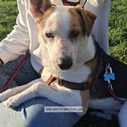 Foto 1/2 Perro encontrado Encontrado en Cuenca