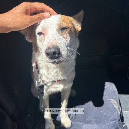 Foto 2/2 Perro encontrado Encontrado en Cuenca