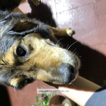 Foto 1/1 Perro encontrado Encontrado en La Florida