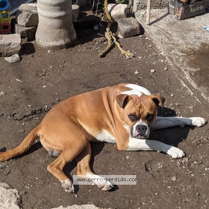 Foto 1/1 Perro reunido Perdido en Texcoco