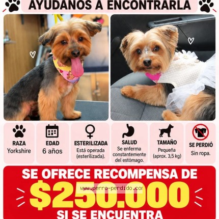 Foto 1/1 samantha Perro perdido en Cerro Navia