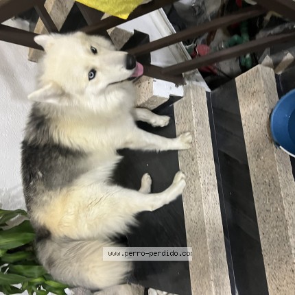 Foto 1/1 Balto Perro perdido en San Juan Texcalpan