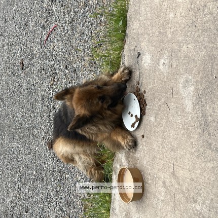 Foto 1/1 Perro encontrado Encontrado en Renca