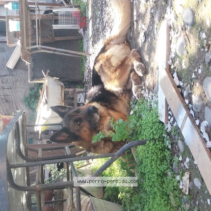 Foto 1/1 braun Perro perdido en Estacion Central