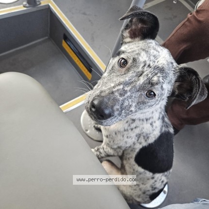 Foto 1/1 Perro encontrado Encontrado en Santiago