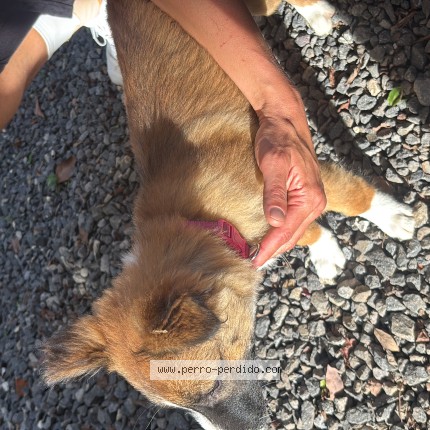 Foto 1/1 Perro encontrado Encontrado en Antigua