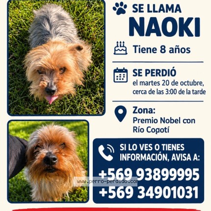 Foto 1/1 Perro reunido Perdido en La Serena Las Companias