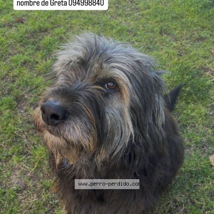 Foto 1/1 Greta Perro perdido en Solymar