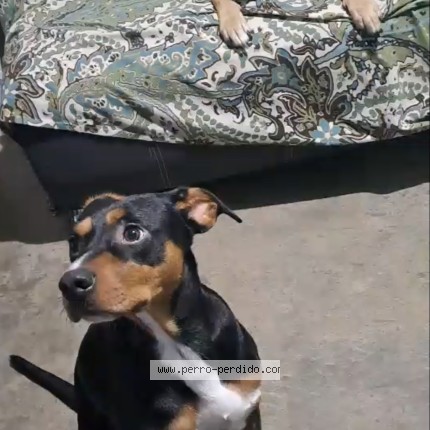 Foto 1/1 Roger y Roberto Perro perdido en Monterrey