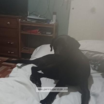Foto 1/1 pinpin Perro perdido en Santiago