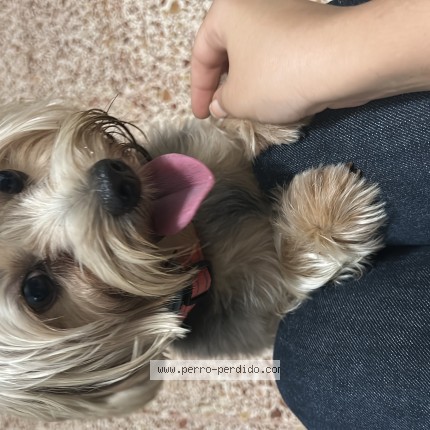 Foto 1/1 Perro encontrado Encontrado en Santo Domingo