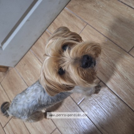Foto 1/1 Oso Perro perdido en San Vicente De Tagua Tagua