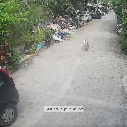 Foto 1/1 Perro reunido Encontrado en Cuernavaca