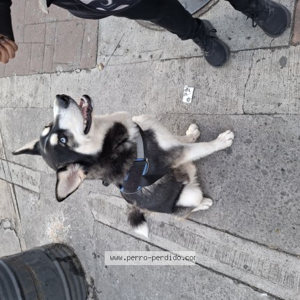 Foto 1/1 Perro encontrado Encontrado en Gustavo A Madero