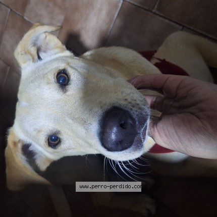 Foto 1/1 Perro encontrado Encontrado en Santiago