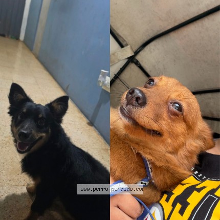 Foto 1/1 azabache y canelo Perro perdido en Uman