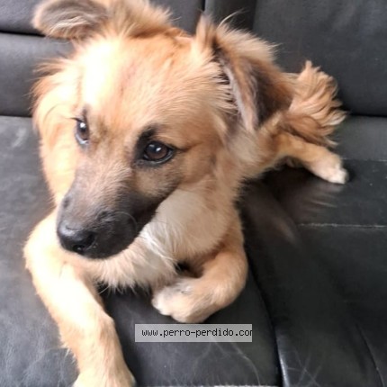 Foto 1/1 Tin Perro perdido en Salta
