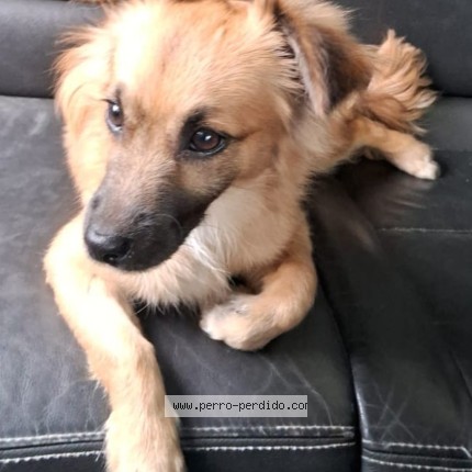 Foto 1/1 Tin Perro perdido en Salta