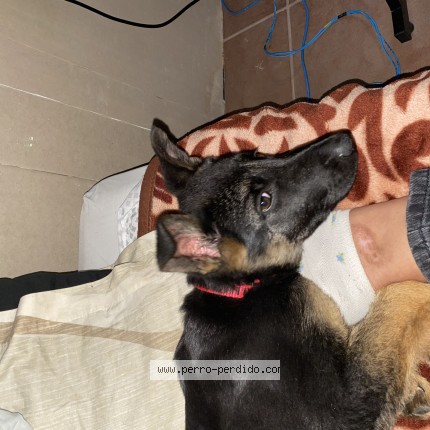 Foto 1/1 kira Perro perdido en Union
