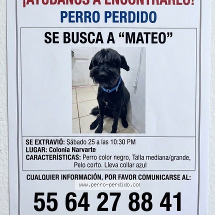 Foto 1/1 mateo Perro perdido en Benito Juarez