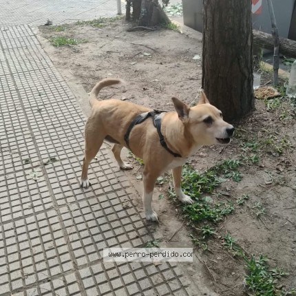 Foto 1/1 Perro encontrado Encontrado en Buenos Aires