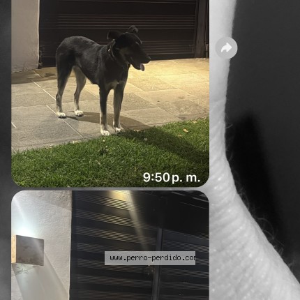 Foto 1/1 Perro encontrado Encontrado en Cdmx