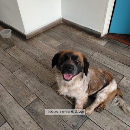 Foto 1/1 Perro encontrado Encontrado en San Bernardo