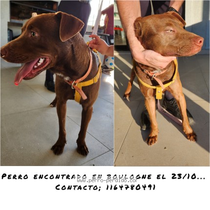 Foto 1/1 Perro encontrado Encontrado en San Isidro