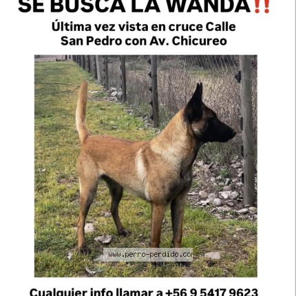 Foto 1/1 Wanda Perro perdido en Santiago