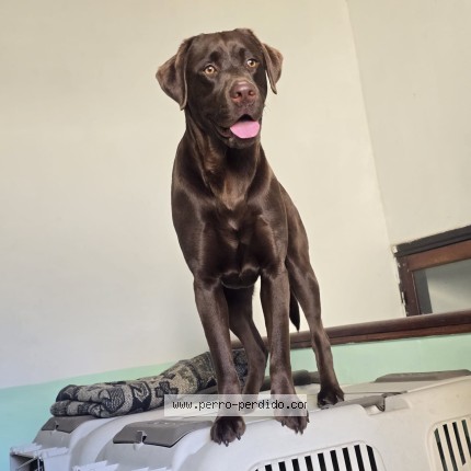 Foto 1/1 Ambar Perro perdido en Montevideo