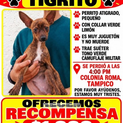 Foto 1/1 Tigríto Perro perdido en Tampico Tamaulipas