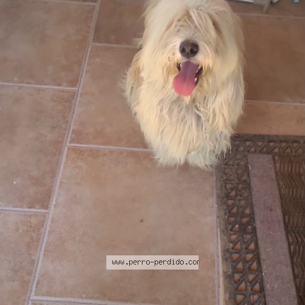 Foto 1/1 Perro encontrado Encontrado en Calera De Tango