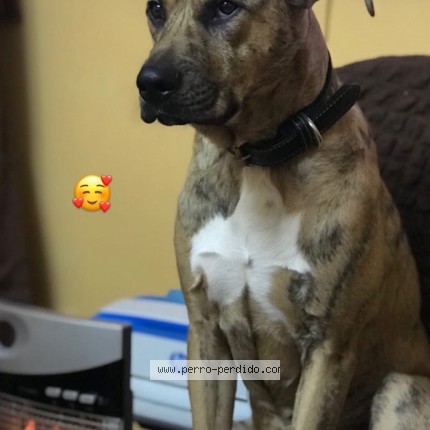 Foto 1/1 Gohan Perro perdido en Santiago Comuna San Joaquin