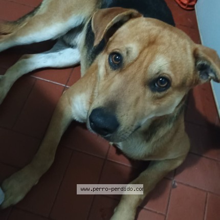 Foto 1/1 Perro encontrado Encontrado en Lugano