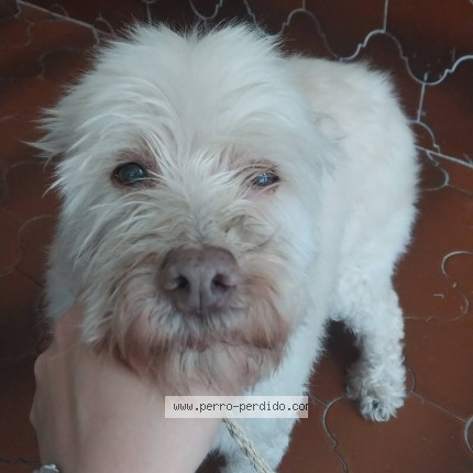 Foto 2/4 Perro encontrado Encontrado en Iztacalco Y Benito Juarez