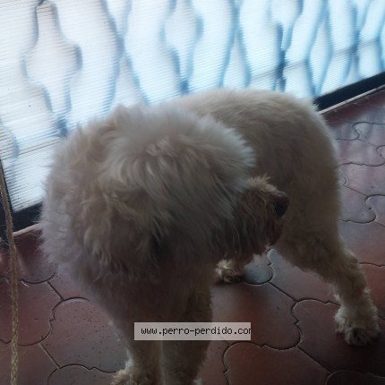 Foto 3/4 Perro encontrado Encontrado en Iztacalco Y Benito Juarez