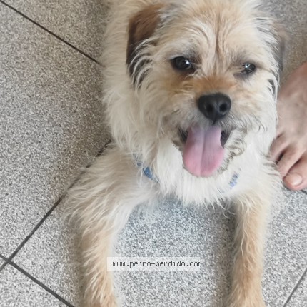 Foto 1/1 Perro encontrado Encontrado en Entre San Miguel Y La Cisterna