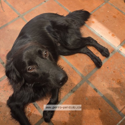 Foto 1/3 Perro encontrado Encontrado en Montevideo