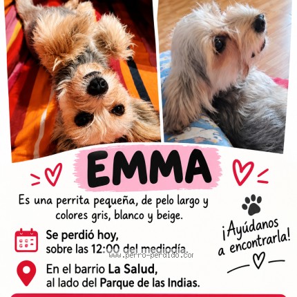 Foto 1/1 emma Perro perdido en Santa Cruz De Tenerife