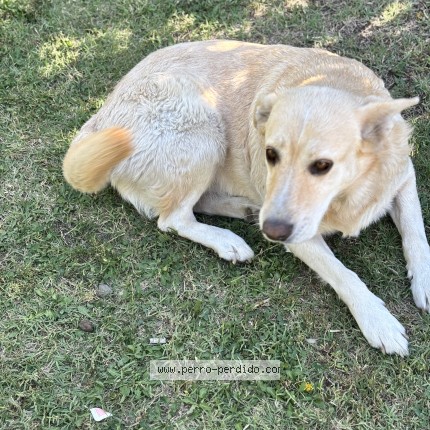 Foto 1/1 mily Perro perdido en Rancagua