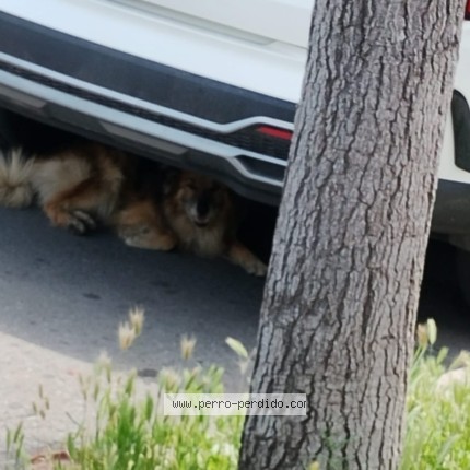 Foto 1/1 Perro encontrado Encontrado en Santiago