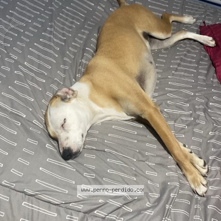 Foto 1/1 lia Perro perdido en San Bernardo