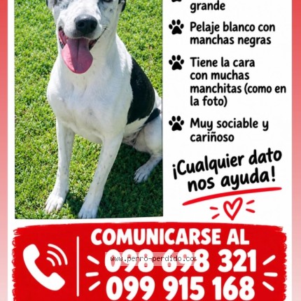 Foto 1/1 aimara Perro perdido en Canelones