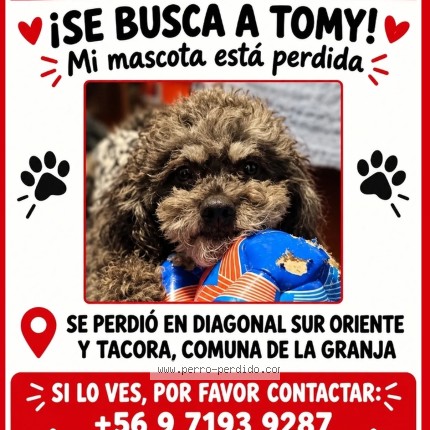 Foto 1/1 tommy Perro perdido en Santiago