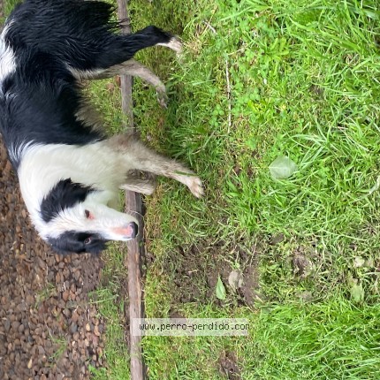 Foto 1/1 Perro encontrado Encontrado en Las Golondrinas